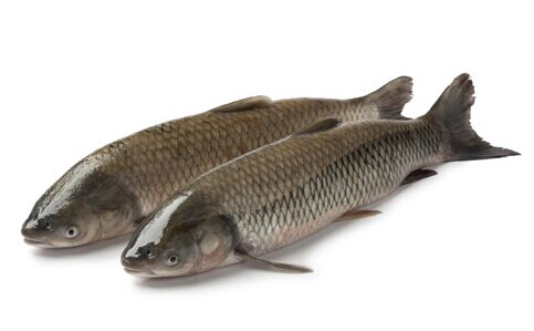 如何挑選草魚(yú)