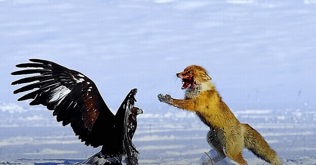  瘋狂之后合并落幕，血雨腥風的O2O下一年還有何隱憂？|餐飲界