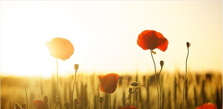 餐廳食品放罌粟殼，究竟是誰的錯(cuò)
