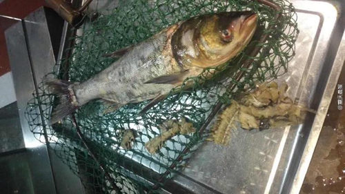 疑商家缺斤短兩，情侶“魚骨拼圖”維權(quán)