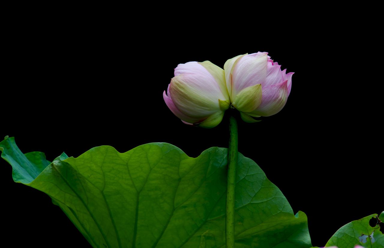 想蹭餐飲“副牌”熱，先選好合適自己的方向 | 剖析