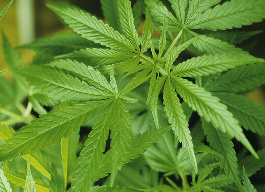 “4大長壽菜”將蕨菜除名，新成員是火麻|餐飲界