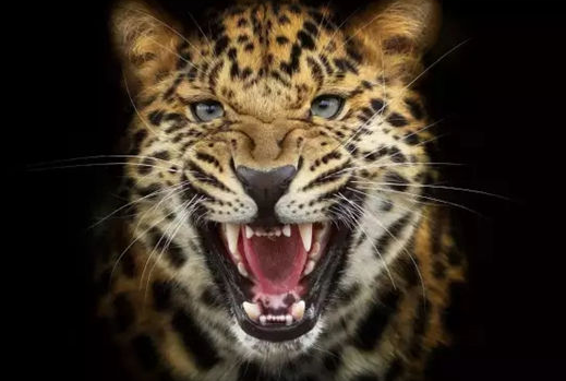 ＂窺斑見豹＂，看餐飲連鎖中的西式管理