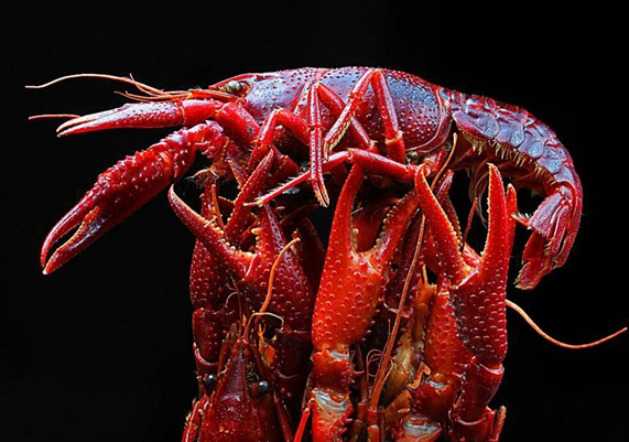 小龍蝦已經(jīng)成為紅海，還適合跟風(fēng)嗎？|餐飲界