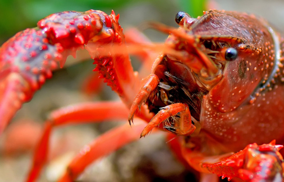 瘋狂的小龍蝦，瘋狂的餐飲業(yè)！這到底怎么了？|餐飲界