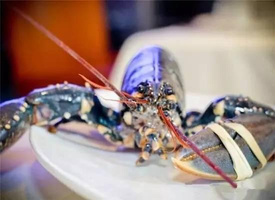 知識庫｜200萬只龍蝦中才出現(xiàn)1只藍(lán)龍蝦，太矜貴了！|餐飲界