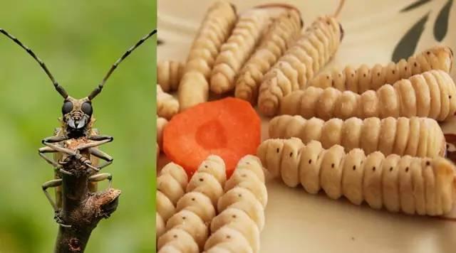 知識(shí)庫(kù)｜蟲(chóng)類(lèi)食材身價(jià)勝人參，餐廳秋冬菜譜敢放不？|餐飲界