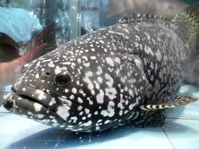 知識(shí)庫(kù)｜一條魚(yú)賣(mài)5萬(wàn)元？餐飲人快來(lái)看值不值？