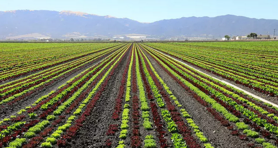 這地方為全美國“種沙拉”，但工人的餐桌上卻沒有蔬菜
