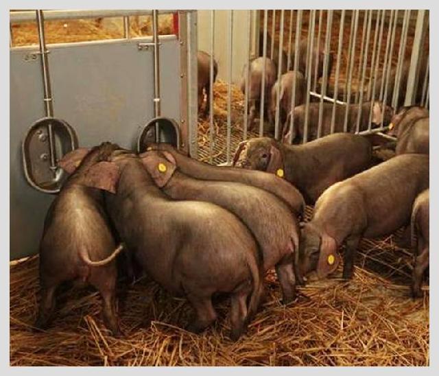 把豬賣出天價，餐飲人都應(yīng)該學(xué)學(xué)丁磊講故事的能力|餐飲界