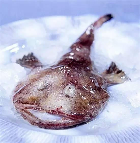 知識庫｜奇丑卻極美味的魚，餐廳趕緊上新菜！