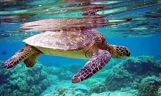 知識庫｜餐飲人需注意，這些野味吃了要坐牢！