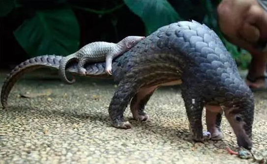 注意！又有一個餐飲老板因為賣這個犯法了