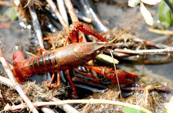 小龍蝦供應(yīng)鏈源頭大比拼，產(chǎn)地之爭(zhēng)到底在爭(zhēng)什么？|餐飲界