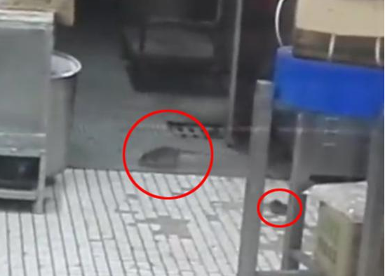 上海南京東路沈大成餐廳老鼠出沒(méi)，市場(chǎng)監(jiān)管局：3月剛滅鼠