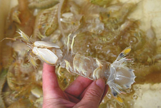 人為注膠讓皮皮蝦增重？專家辟謠:那是蝦黃和蝦膏