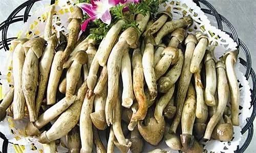 荔枝菌，可遇不可求的“嶺南菌王”