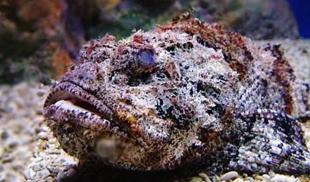 知識庫｜如何處理、烹飪世界最毒的海魚？