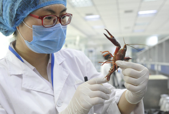 吃小龍蝦的季節(jié)也要注意衛(wèi)生！隨機買3份小龍蝦 2份檢出寄生蟲