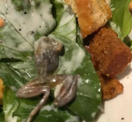 惡心！她餐廳吃飯竟吃出整只死青蛙