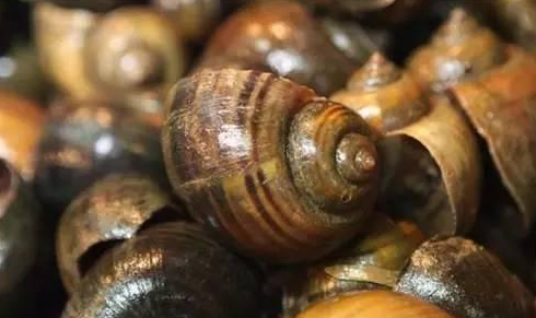 餐廳出售福壽螺就是黑心商家？這個鍋我們不背！