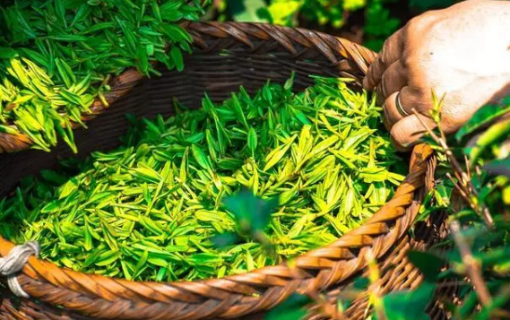 國內(nèi)茶飲市場突破千億，如何把握時機(jī)開一家茶飲店