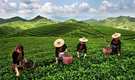 皇茶、喜茶之后，茶飲界又冒出一“黑馬”烏龍煎