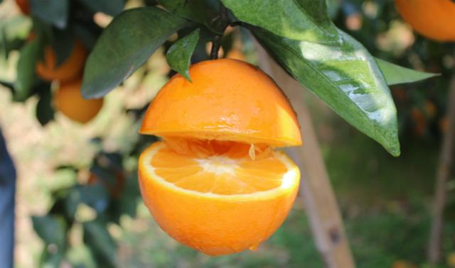 江西贛南臍橙：一種嘗了就想拔草的甜鮮橙！