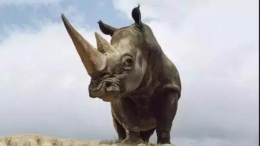 餐飲業(yè)最大的“灰犀牛”，你不可不重視！|餐飲界