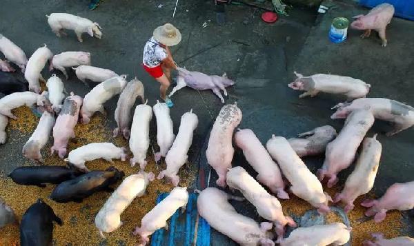 豬肉消費總量連年下滑，人們沒那么愛吃肉了嗎？|餐飲界