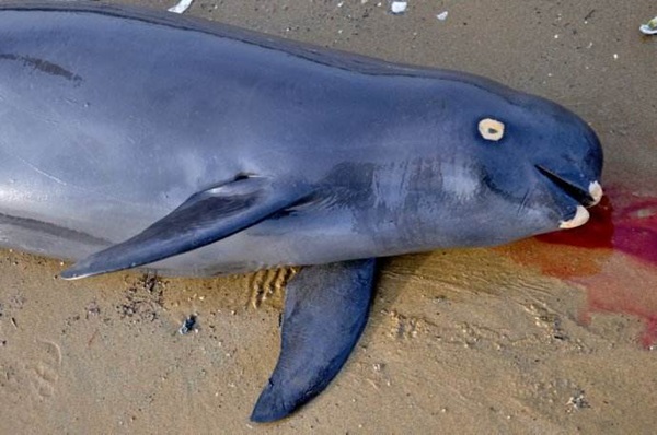 山東威海一餐廳宰殺江豚，結(jié)果悲劇了....