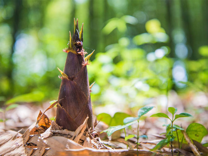 吃膩了麻辣鮮香的火鍋，不妨來(lái)嘗嘗這些春天的美食解解葷
