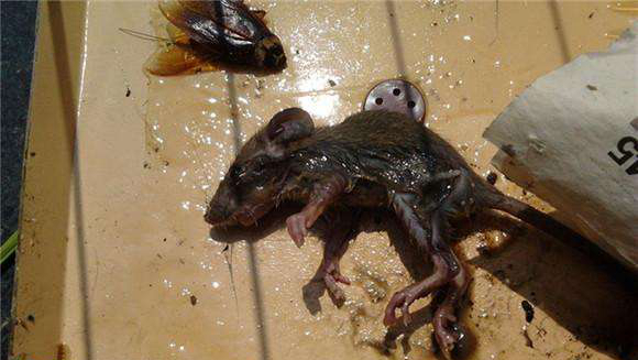 活老鼠蹦進(jìn)火鍋里，餐廳負(fù)責(zé)人：與餐廳無關(guān)，是顧客把老鼠嚇的