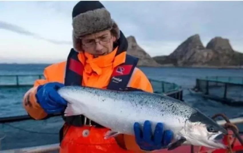 虹鱒魚是不是“三文魚”？一大波爭議正在路上