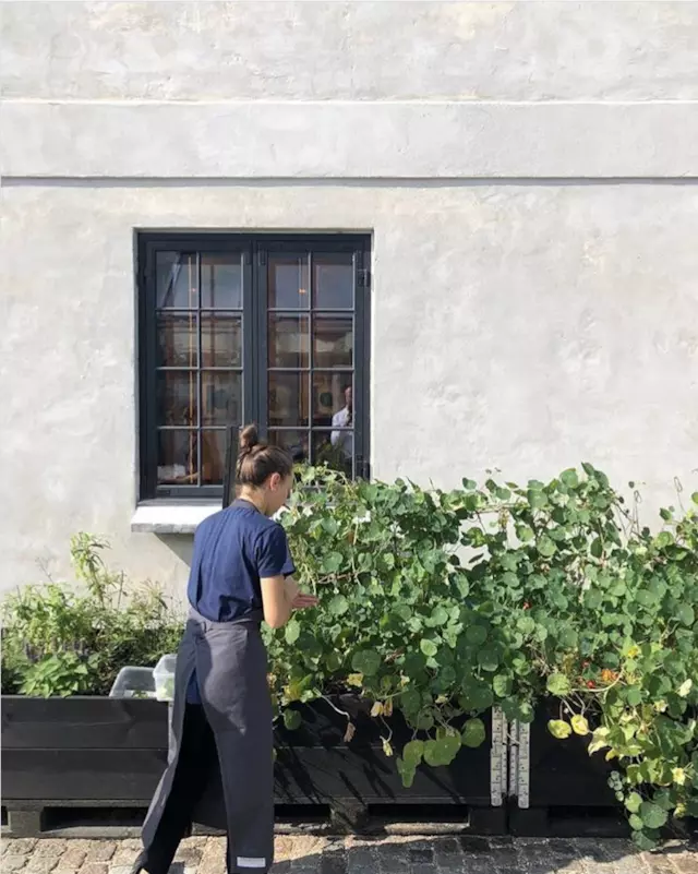 全球最佳餐廳Noma開放明年預訂，內容是上半年的海鮮季