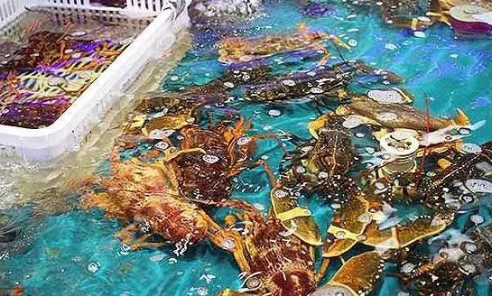 海鮮之戰(zhàn)：上半場(chǎng)活鮮炒作已曲終，下半場(chǎng)冷凍海鮮厚積薄發(fā)？|餐飲界