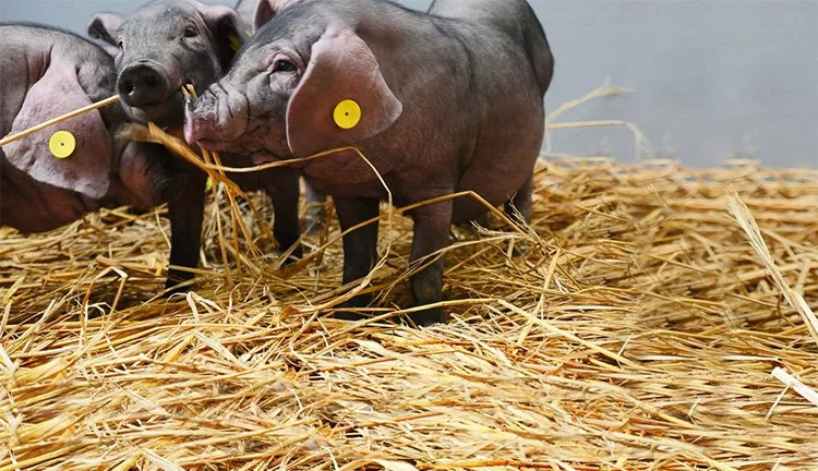 網(wǎng)紅味央豬尋找全球廚房合伙人：我有肉，你有廚房嗎？ | 熱點(diǎn)