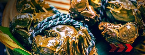 “秋風(fēng)響，蟹腳癢”，順豐同城急送推出大閘蟹專送服務(wù)