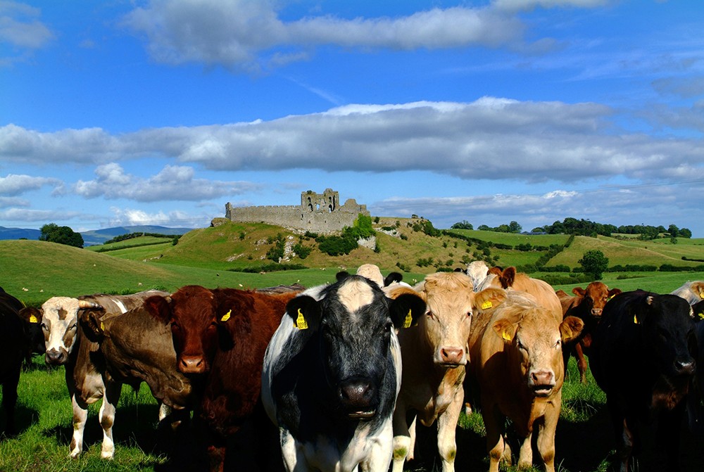 重磅！愛(ài)爾蘭牛肉恢復(fù)對(duì)華出口