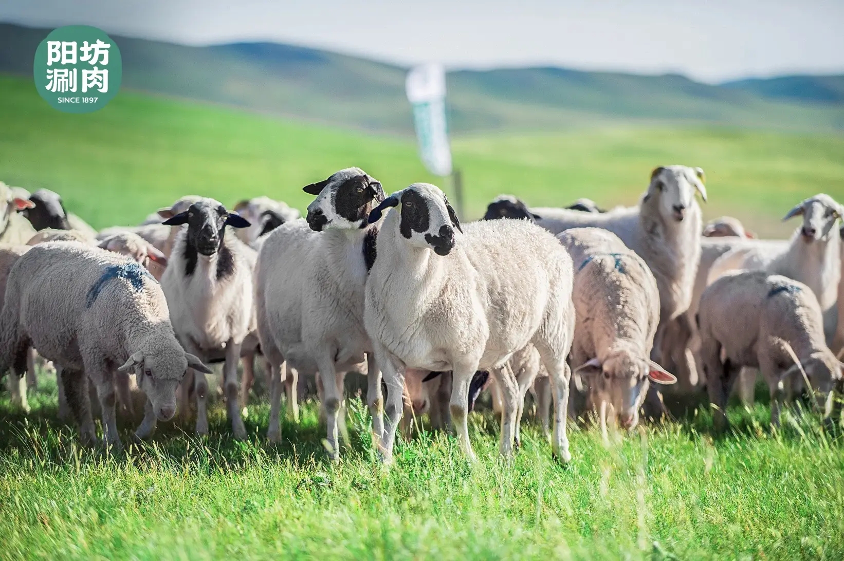 好羊肉才敢清水涮，在陽坊涮肉品嘗正宗老北京涮肉精髓