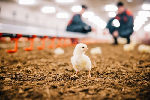 高品質(zhì)的芬蘭無(wú)抗生素雞肉品牌Atria阿特睿或?qū)⒊蔀橹袊?guó)消費(fèi)者的健康新選擇