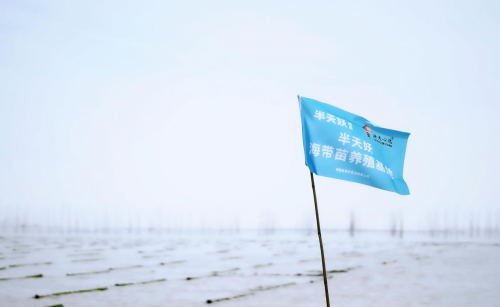 霞浦海帶苗豐收季：半天妖助力產(chǎn)業(yè)騰飛，守護“舌尖上的鮮嫩”