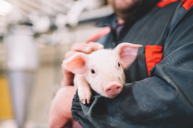 芬蘭無抗生素肉品專家Atria阿特睿教你挑肉小妙招：買肉不能只看肉質(zhì)，還要看動(dòng)物福利標(biāo)準(zhǔn)|餐飲界