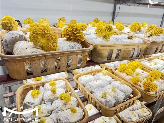 沸點(diǎn)計(jì)劃發(fā)布“山海供應(yīng)鏈”戰(zhàn)略：投建十大生態(tài)基地，護(hù)航萬店擴(kuò)張|餐飲界